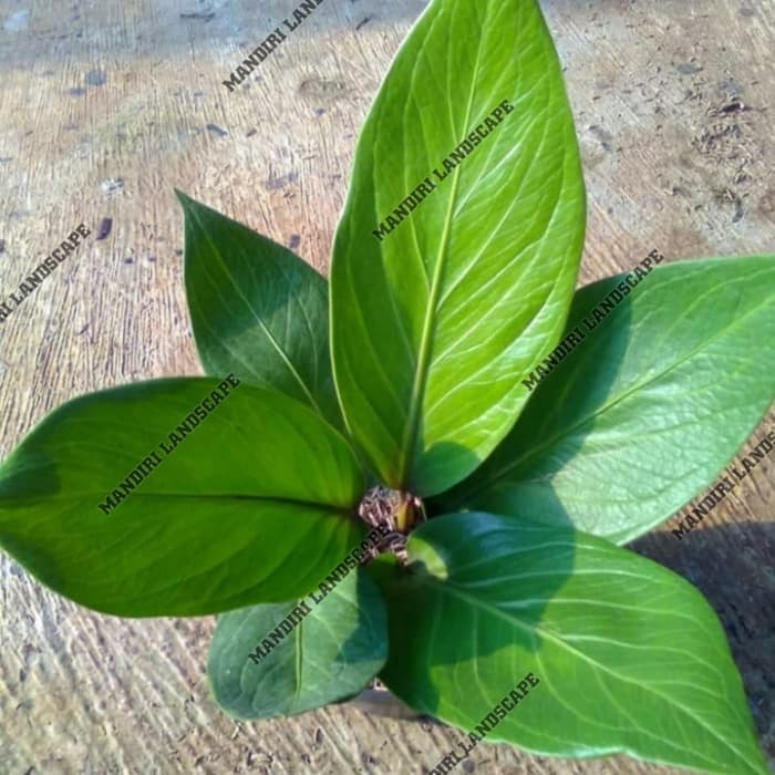 Tanaman Hias Anthurium Jemani Cobra - Anthurium Jemani Cobra
