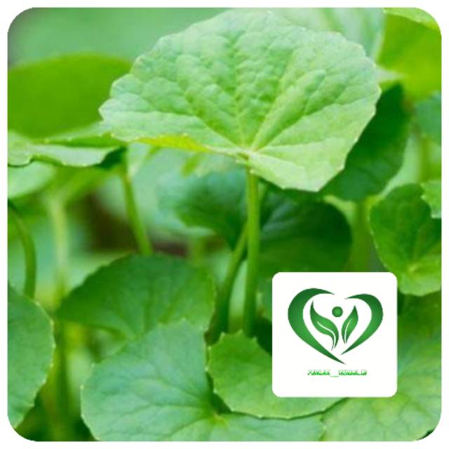

Daun herbal pegagan 500 gram daun antanan