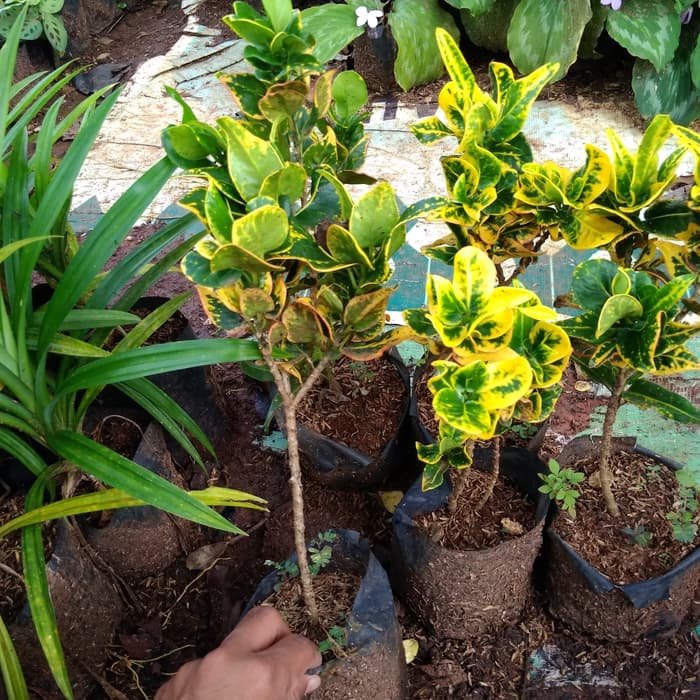 PROMO Tanaman hias puring jengkol / puring jengkol