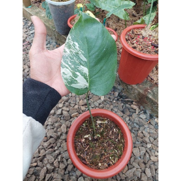 monstera variegata 1 daun pancing ekonomis