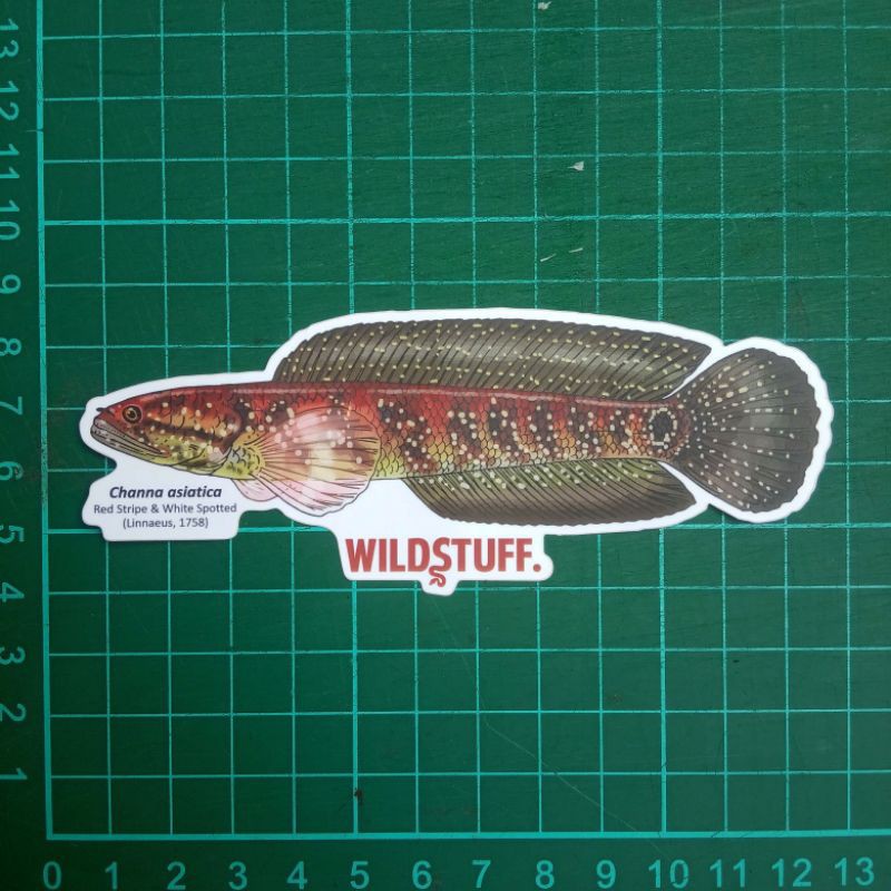 Sticker Wildstuff Original Channa asiatica Red Striped White spotted