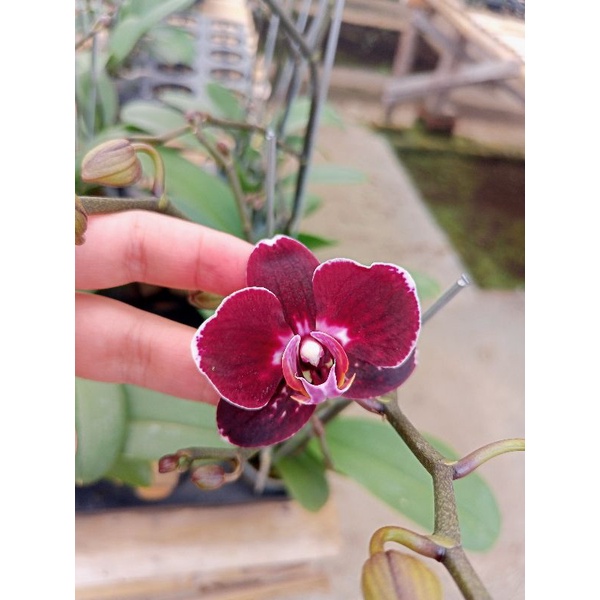 anggrek bulan premium maroon tua mirip black jack phalaenopsis hybrid bunga medium kondisi knop mekar merah tua merah darah