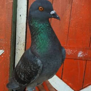 Burung Merpati Dara Bahan Kolongan Tinggian Giring Tritis Blorok