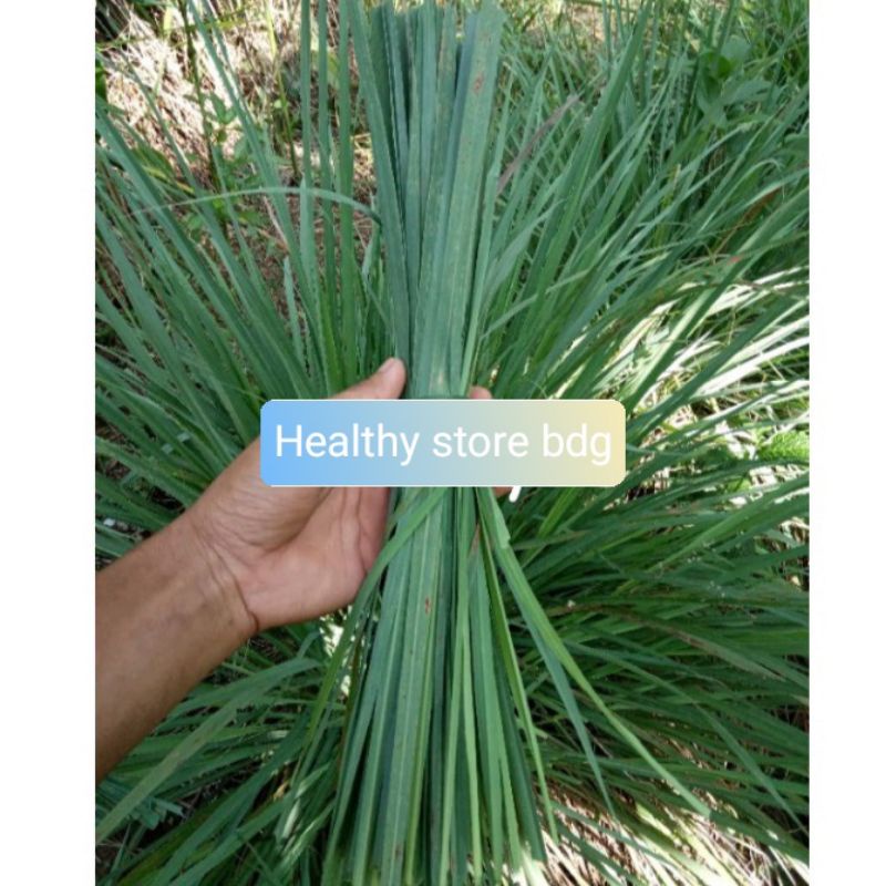 

Daun sereh atau serai segar khusus daunnya 500 gram