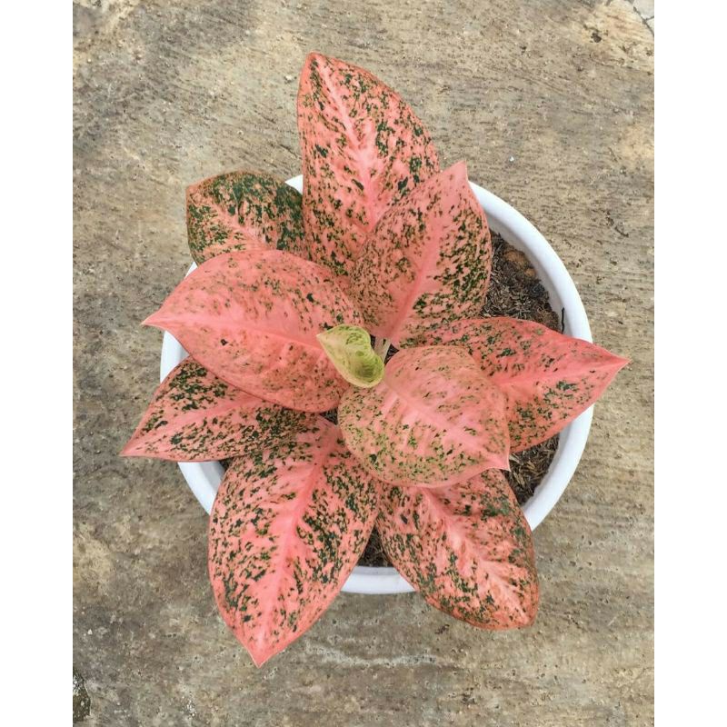 Bonggol bertunas aglonema stardust orange