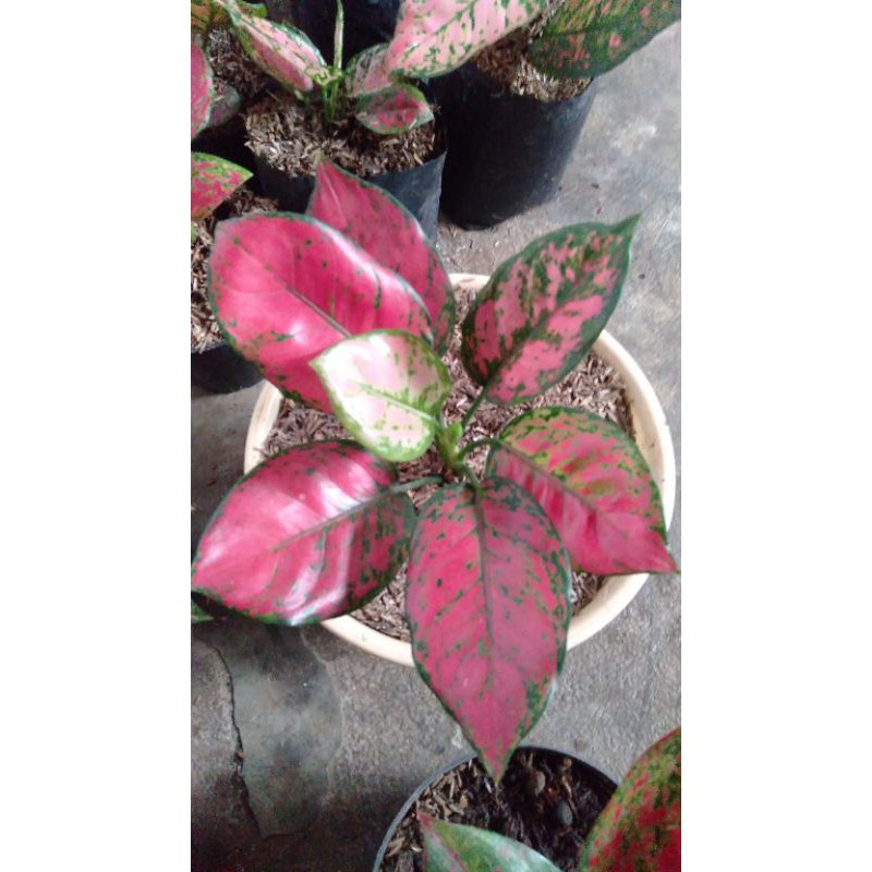 DUD ANJEMANI MERAH DUD RED AGLONEMA DUD ANJAMANI MERAH MURAH