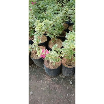 bunga bugenvil tanaman bunga bugenvil mikro