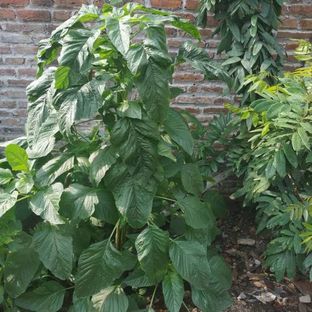 [CODE FR629] Benih bayam raja / bayam petik ￡