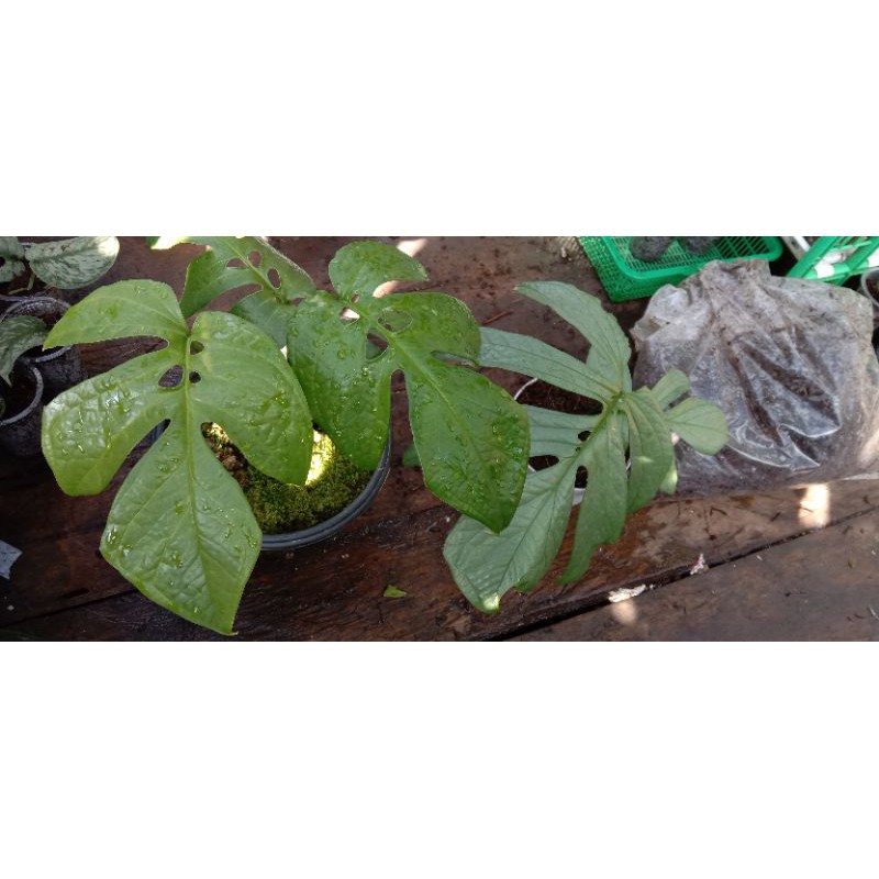 amydrium medium silver