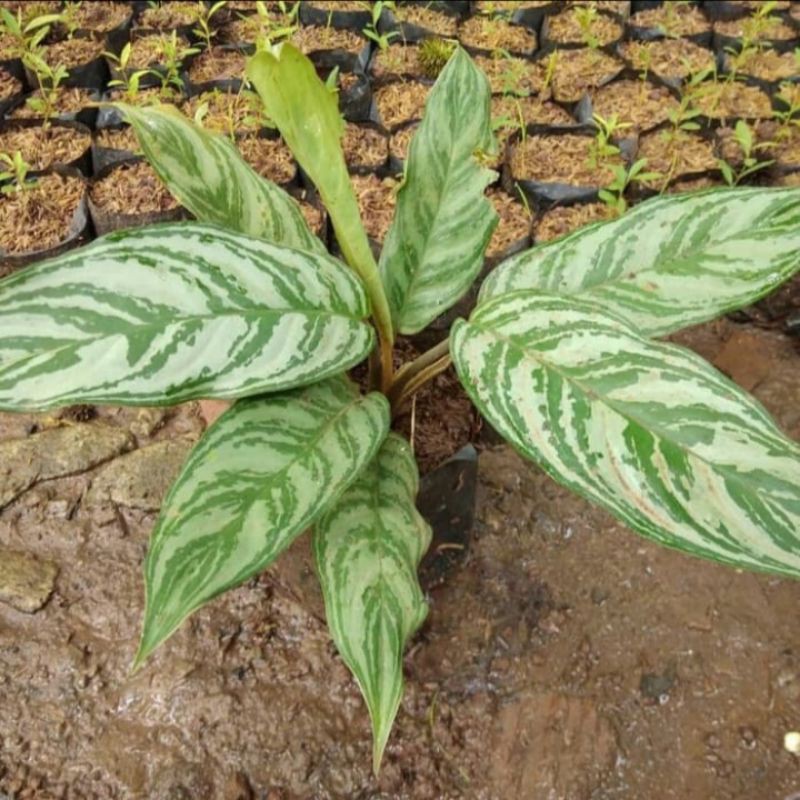 tanaman hias sri rezeki - blanceng - sri rezeki