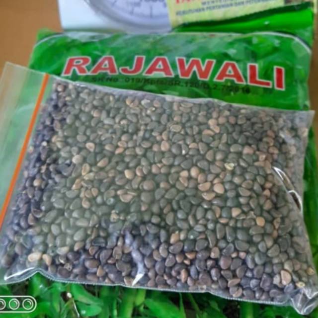 Benih kangkung Rajawali 70gr ±1500 biji