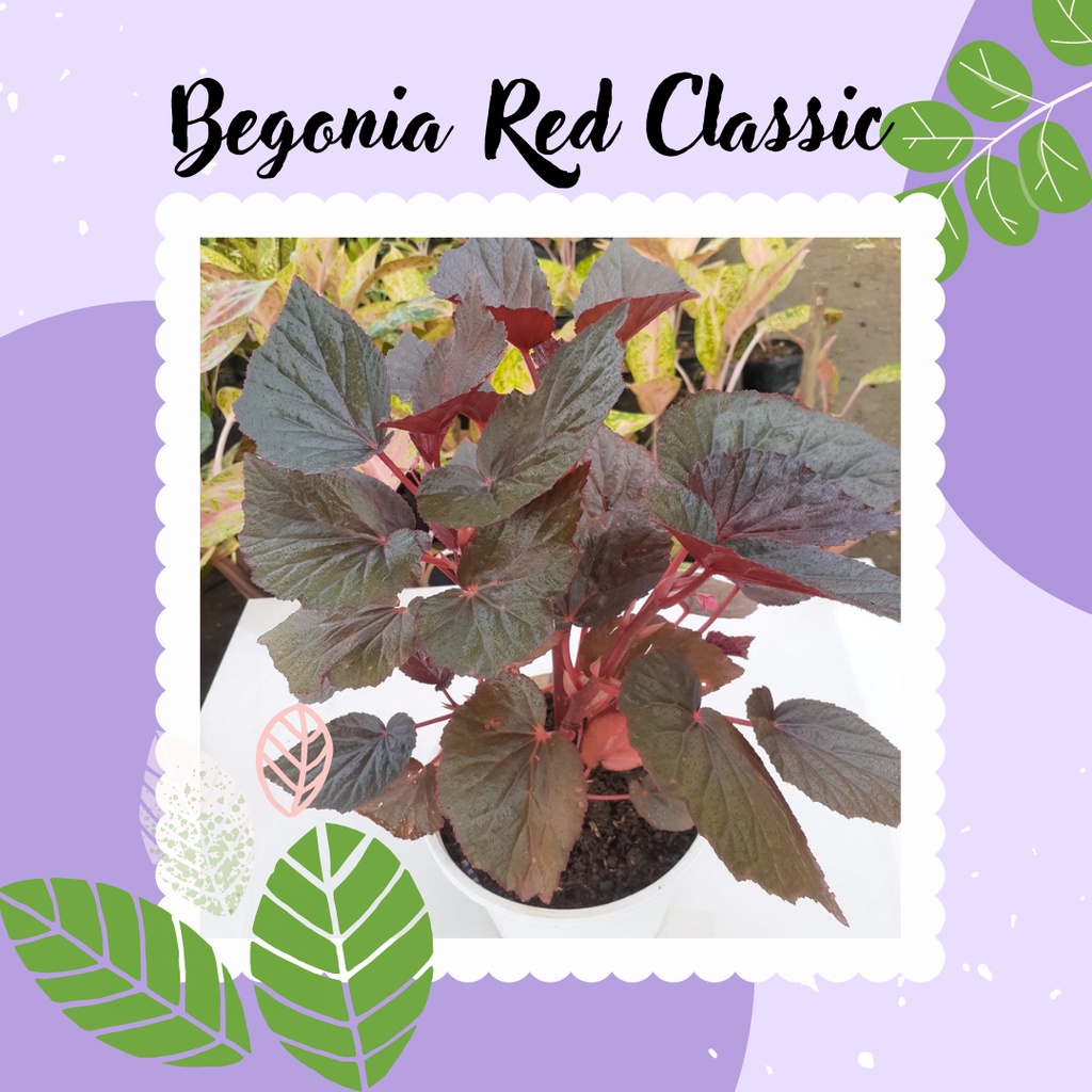 Tanaman Begonia Red Classic Bunga Begonia Red Classic