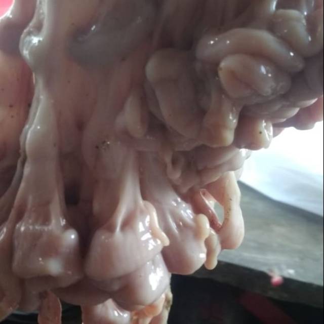 

Usus Kambing 1 Kg