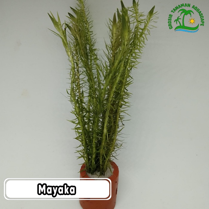 Tanaman Aquascape Mayaka - Tanaman Aquascape Low CO2 - Tanaman Aquascape Tanpa CO2 - Tanaman Aquariu