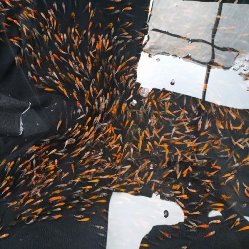 Bibit / Anakan Koi Blitar size 5-7-8cm 20 ekor