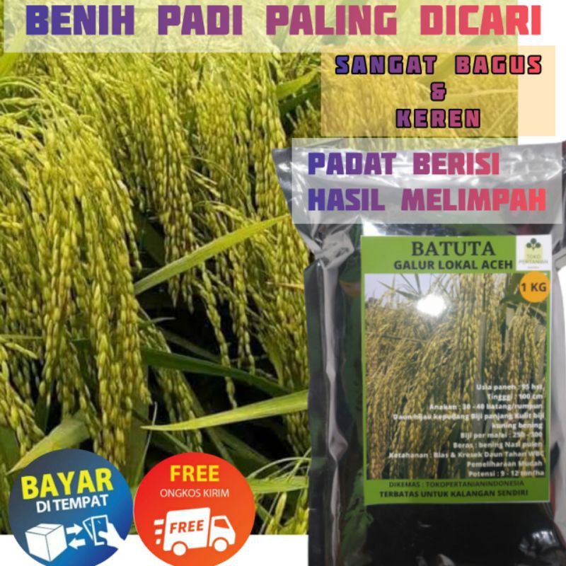 COD BATUTA 1kg benih padi LANGKA BERKUALITAS BANYAK DI CARI PETANI ,HASIL PANEN MELIMPAH..-1