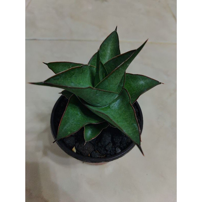 SANSEVIERA HYBRID "MAYA"