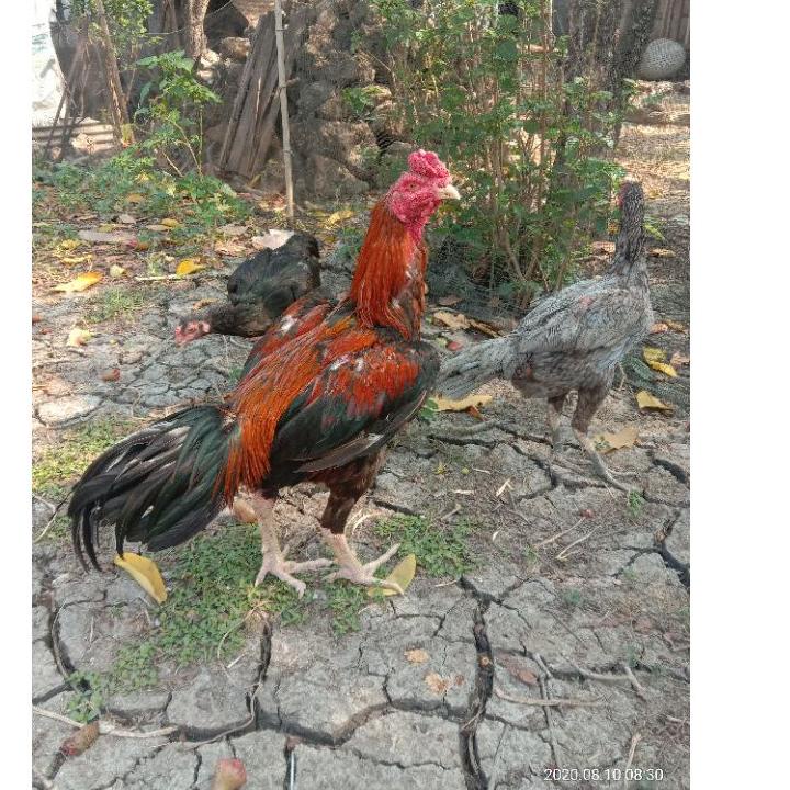 

[KODE PRODUK E6E796476] Telur fertil ayam bangkok super, pacek tinggi besar ukur 6,petarung Handal
