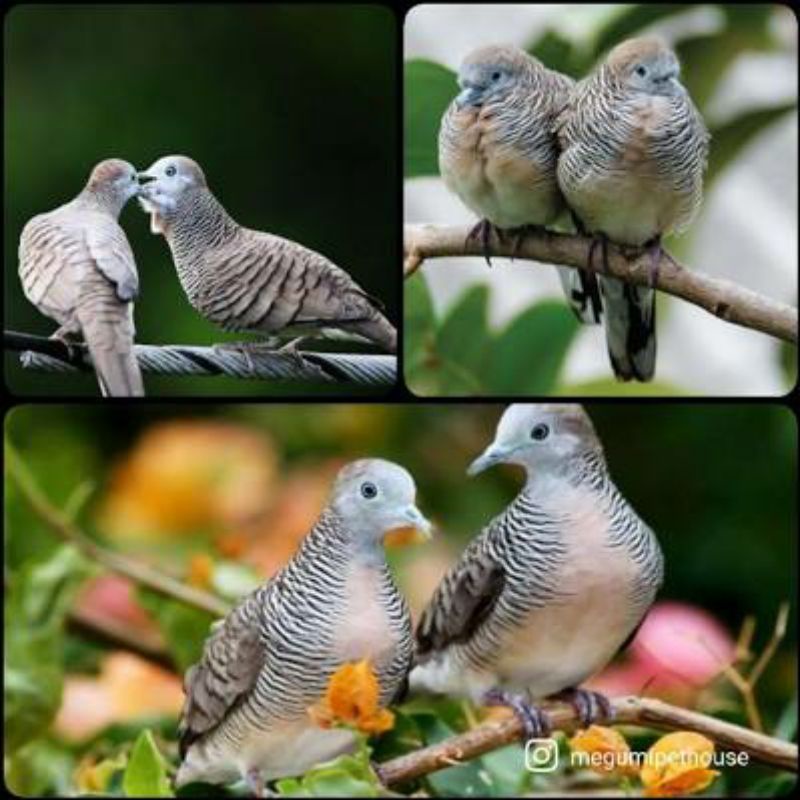 Burung Perkutut lokal