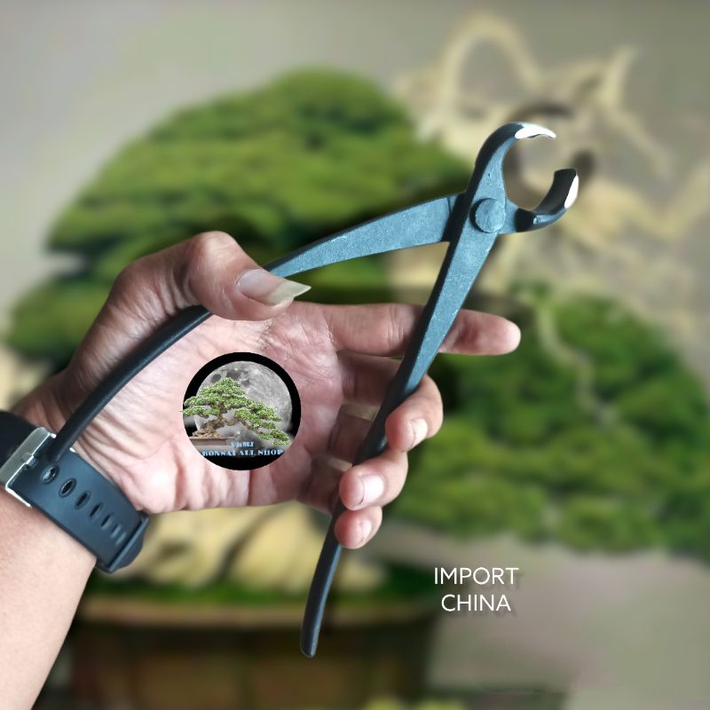 Catok bonsai, krekut bonsai, cutting bonsai import