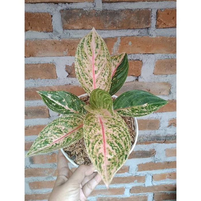 Tanaman hias aglonema widuri - pohon aglonema widuri