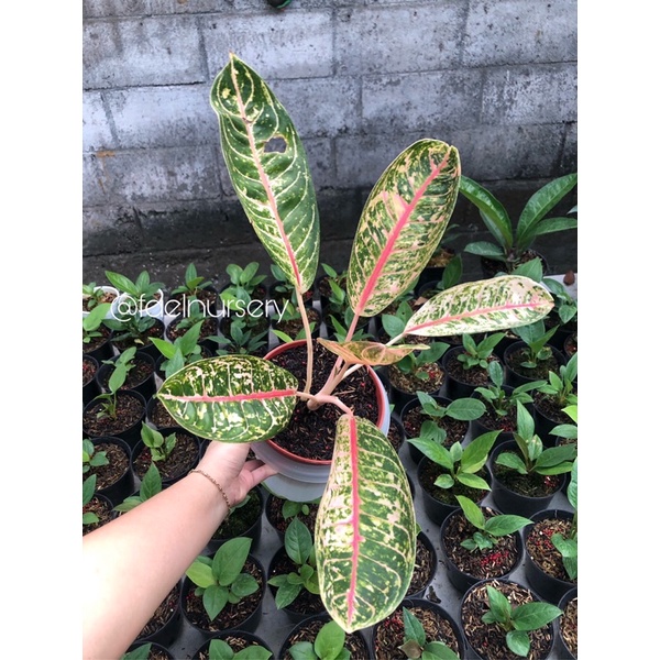 Aglonema Dona Carmen Mutasi