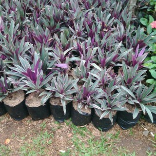 Tanaman hias tanaman hias adam hawa variegata adam hawa Tanaman hias tanaman hias adam hawa variegata adam hawa