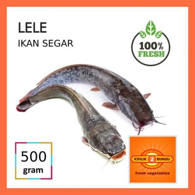 

Ikan lele