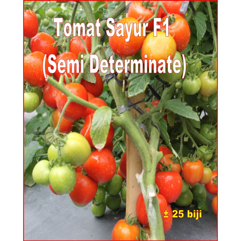 

Tomat Sayur