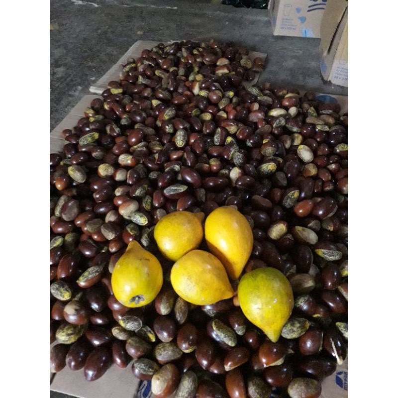 Biji alkesa/yellow sapote .../20 biji