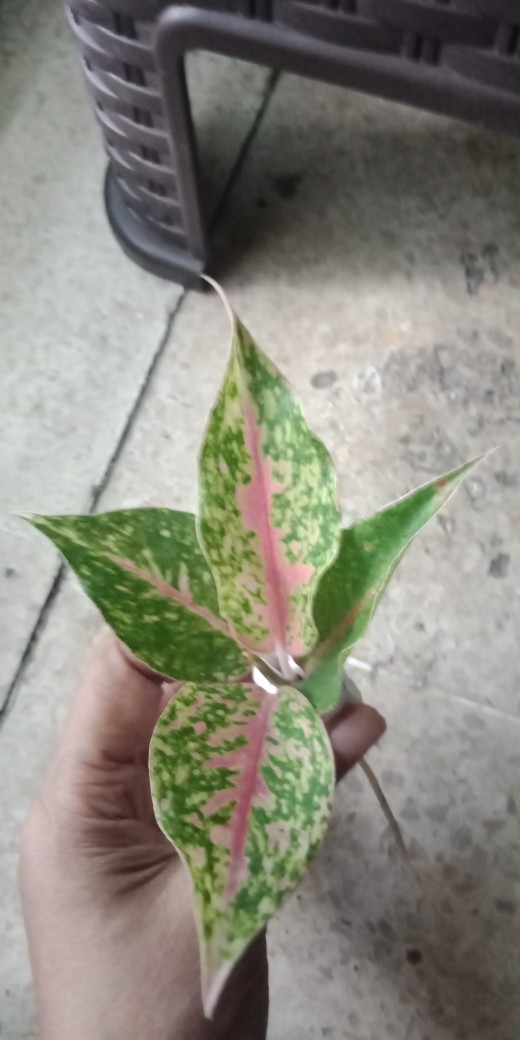 Aglonema Srikandi Thailand