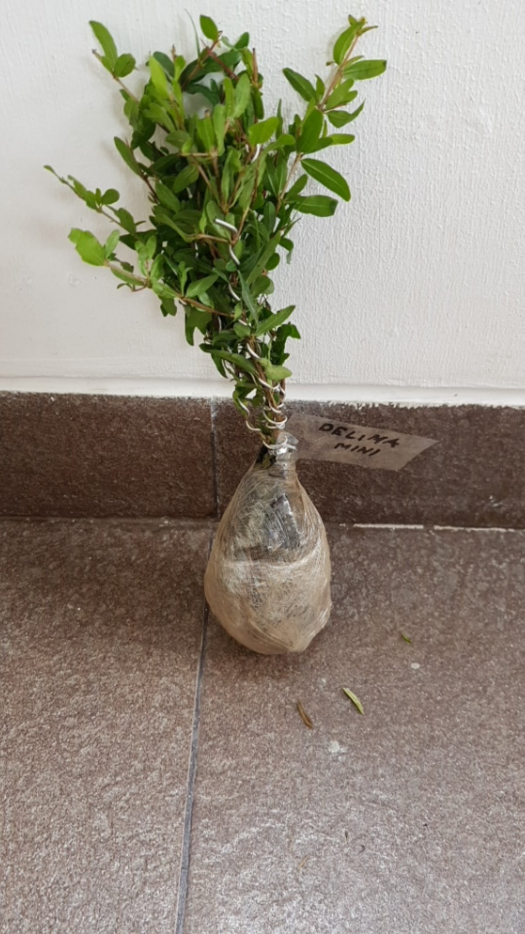 Tanaman Bonsai Delima Mini