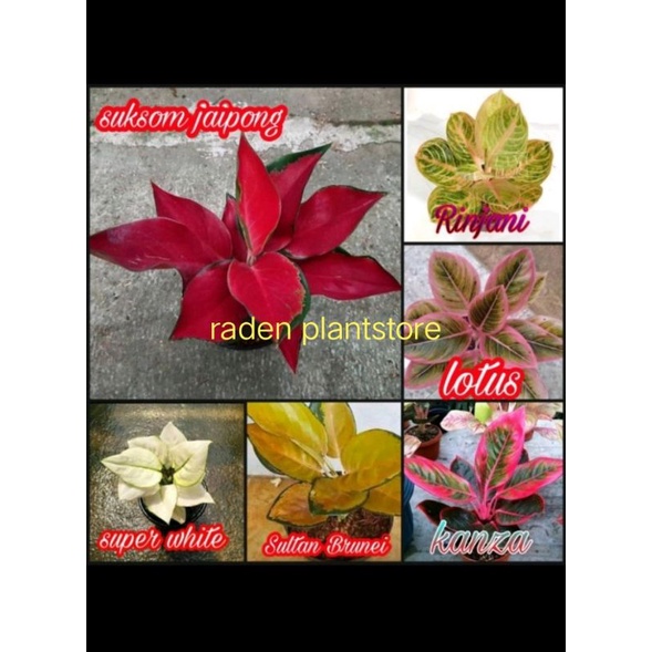 PAKET 6 BONGGOL/BENIH AGLONEMA SUKSOM JAIPONG,SUPER WHITE,KANZA