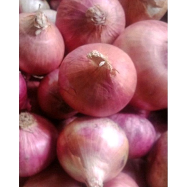 

bawang merah peking india