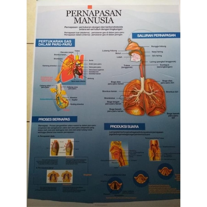 

Gambar Sistem Pernapasan Manusia Poster Pernapasan Gambar Peraga
