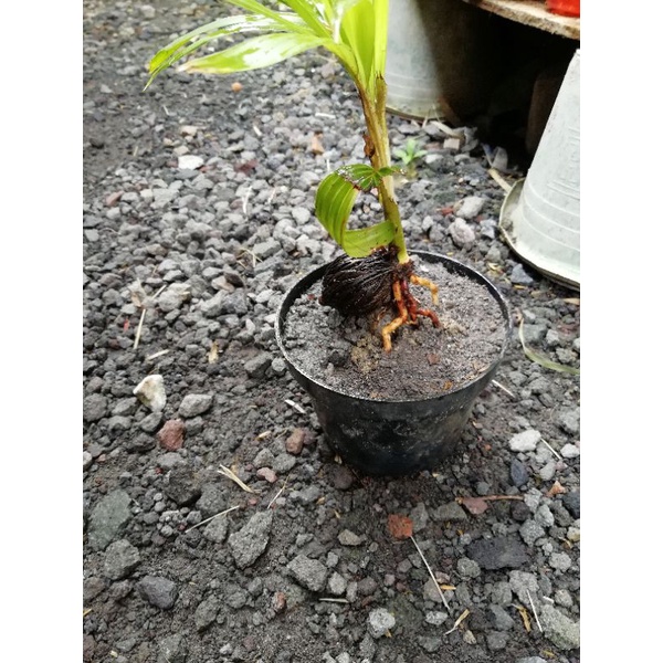 bonsai palem ekor tupai