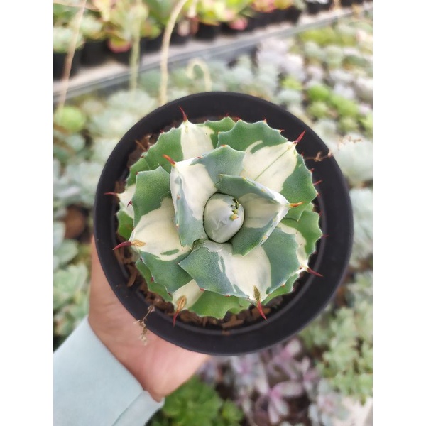 Sukulen - Agave - Ohi Raijin