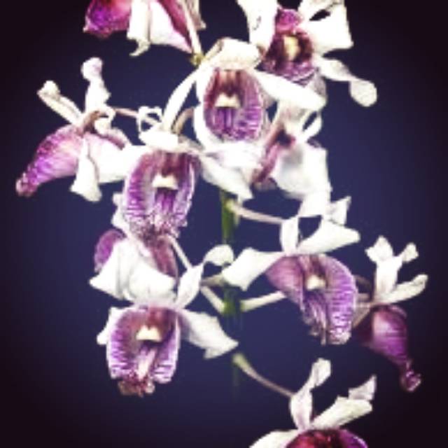 Sedling dendrobium nindi spesies papua.