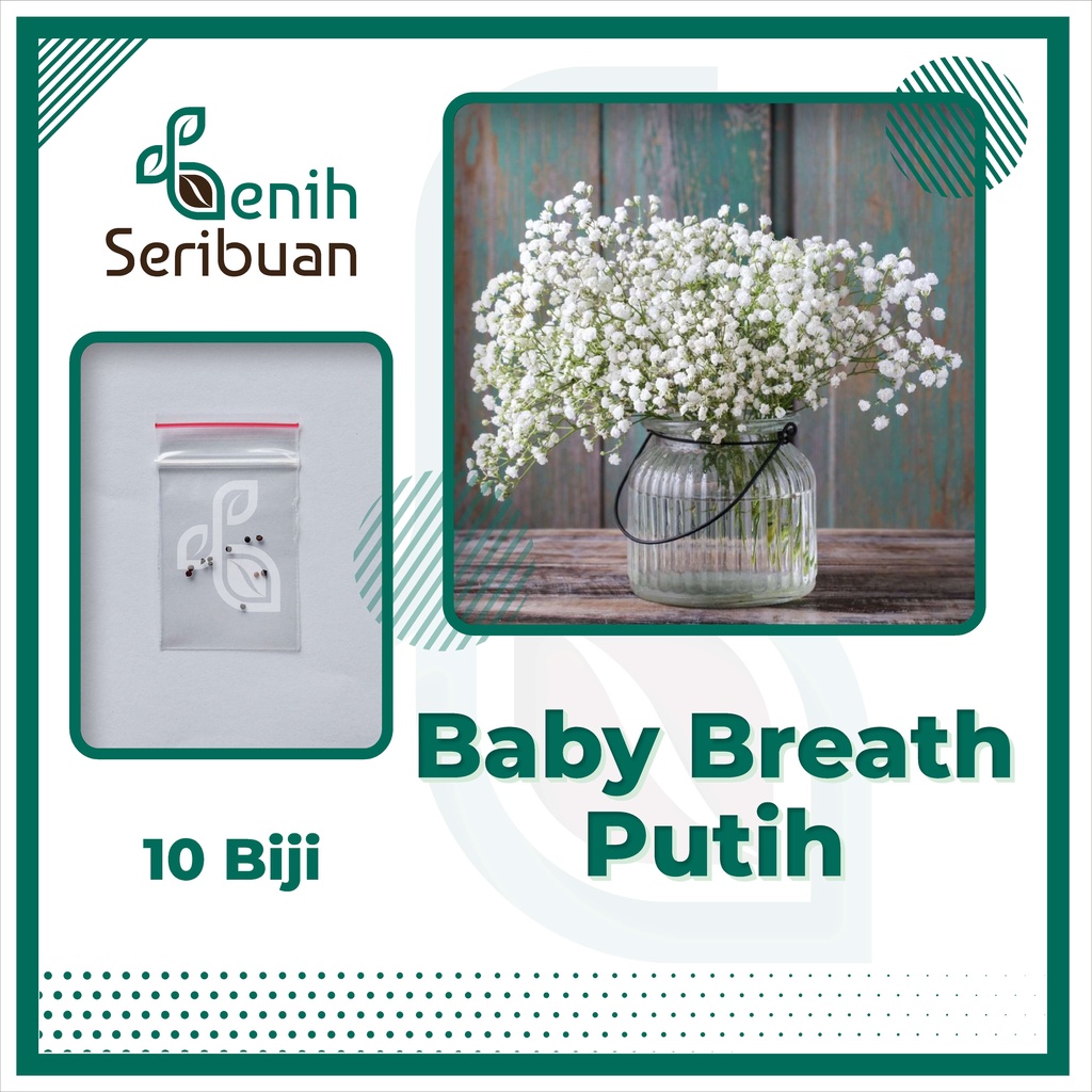 BS-BYL Bibit Bunga Benih Tanaman Bunga Hias Matahari Mawar Aster Vinca Krisan Telang Sunflower Krokot Lavender Marigold Zinnia-BABY BREATH PUTIH