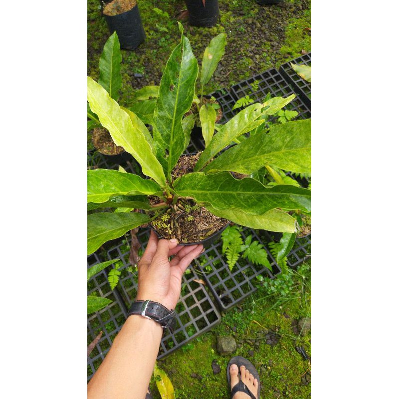 anthurium hookeri variegata
