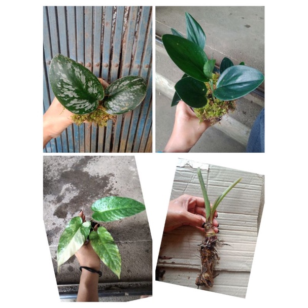 

paketan lebih murah scindapsus exoticahomalomena varigata scindapsus turbi dark bonggolan bisma
