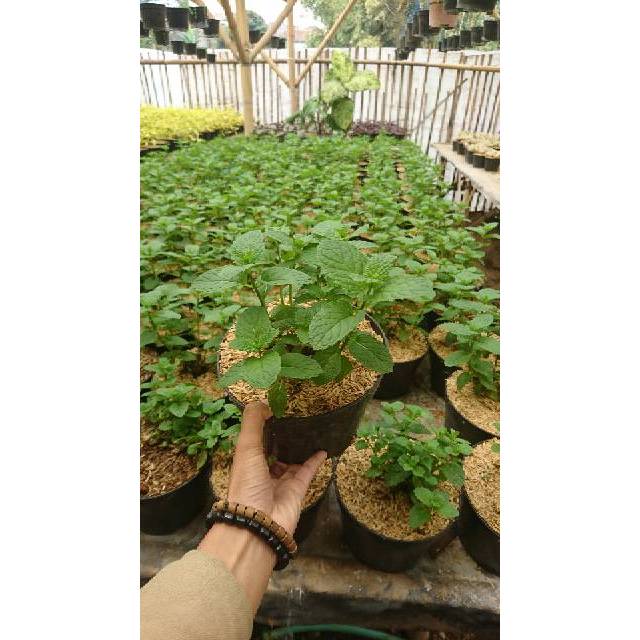 daun mint tanaman daun mint