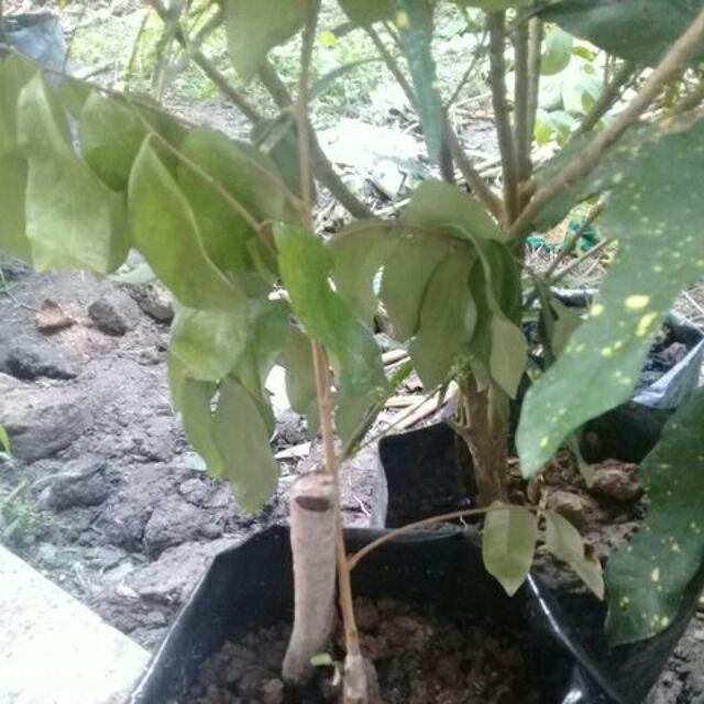 Tanaman Kelengkeng Diamon Unggul/kelengkeng Diamon Super