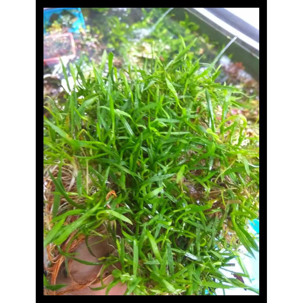 Tanaman Aquascape Karpet Tanellus Shopee Indonesia