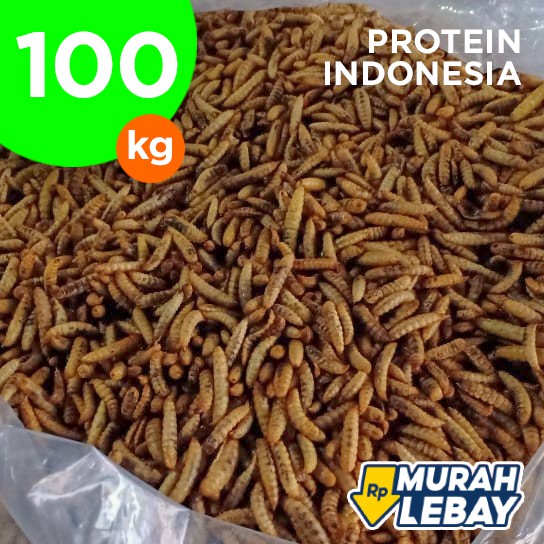 

Grosir Maggot Kering Curah Bulky MOQ 100 kg (Dried BSF Larvae)