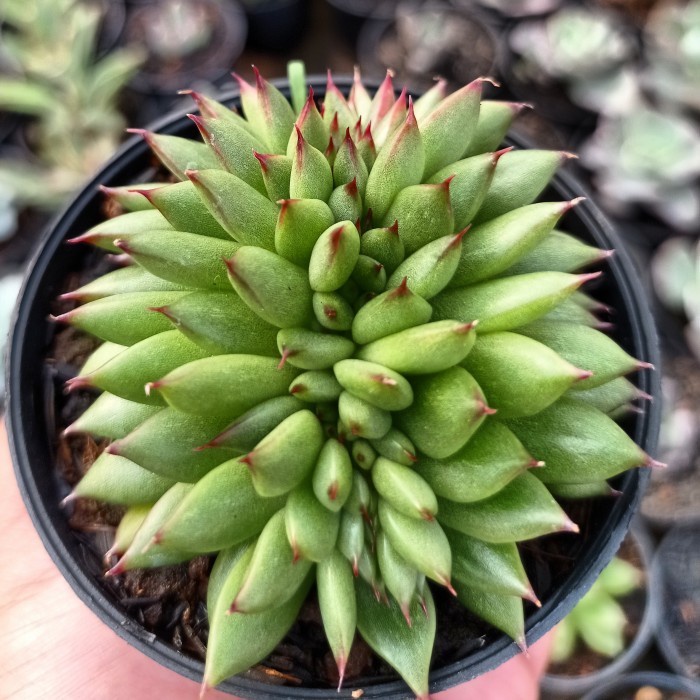 echeveria agavoides cristata