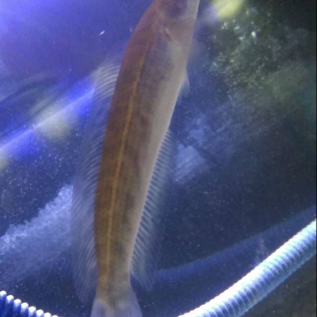 Channa ys 15cm full pelet mental ndangak ndangak semarang bisa cod luar kota bisa kirim