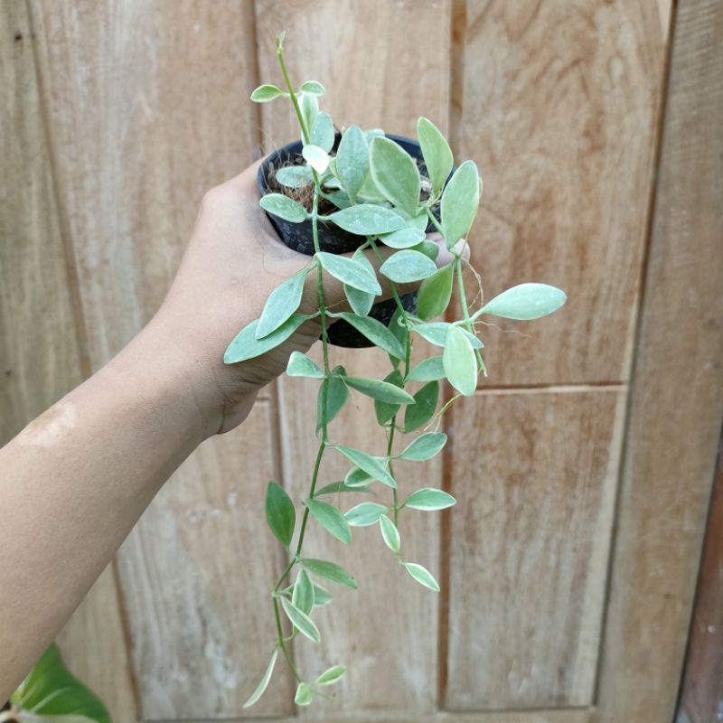 Tanaman Hias Dischidia Cascade