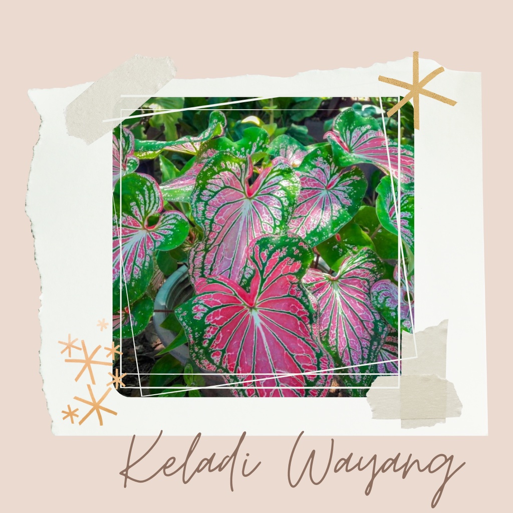 Tanaman Hias Keladi Wayang Bunga Keladi Wayang Bibit Keladi Wayang