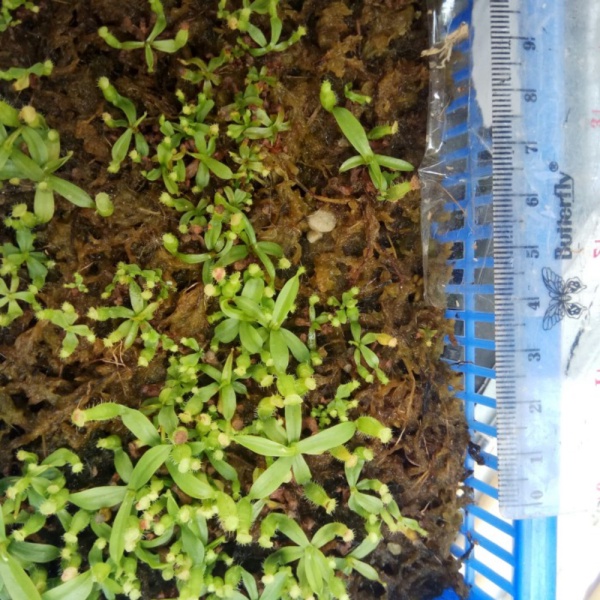 Unik NEPENTHES  KANTONG SEMAR GRACILIS BISA BUAT PALUDARIUM  TERRARIUM Diskon